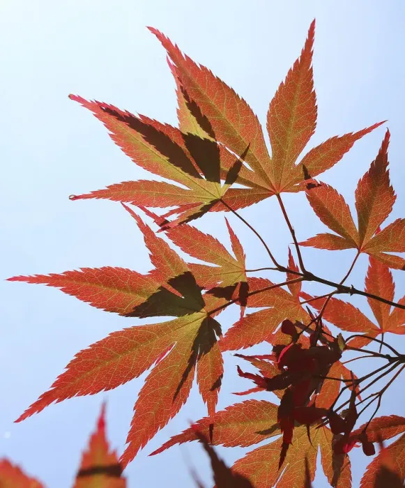 Framed Print : Maple leaves (Acer sp) in autumn, Westonbirt, England, UK Framed Print : Maple leaves (Acer sp) in autumn, Westonbirt, England, UK
