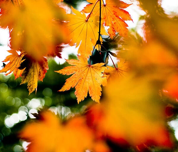 Maple leaves (Acer sp), UK. October 2009