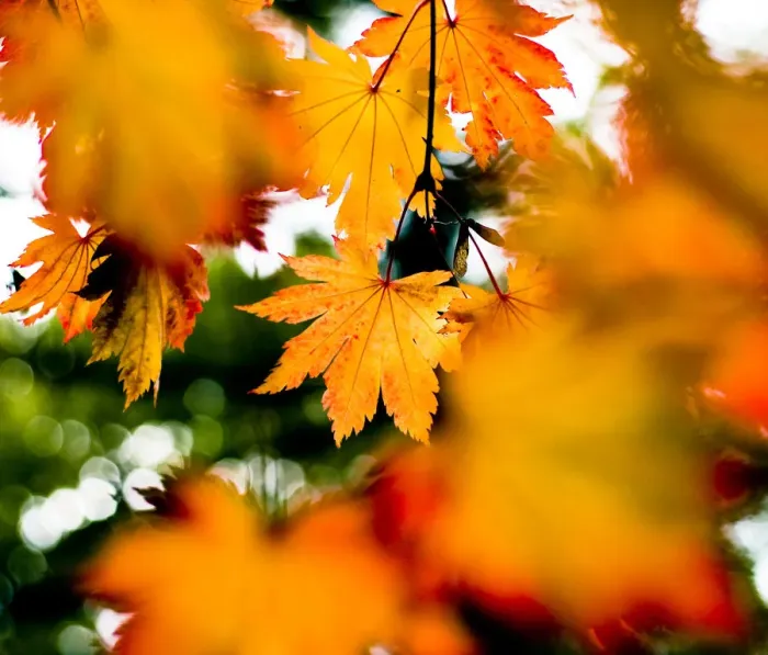 Framed Print : Maple leaves (Acer sp), UK. October 2009 Framed Print : Maple leaves (Acer sp), UK. October 2009