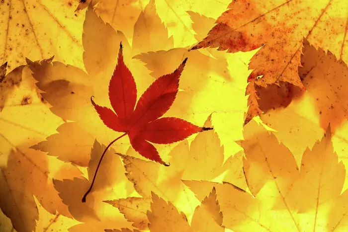 Framed Print : Maple leaves backlit on lightbox, Broxwater, Cornwall, UK. November 2013