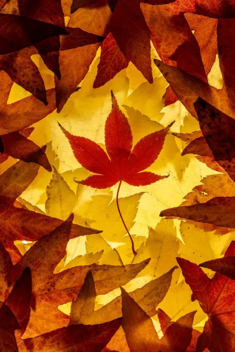 Framed Print : Maple leaves backlit on lightbox, Broxwater, Cornwall, UK. November 2013 Framed Print : Maple leaves backlit on lightbox, Broxwater, Cornwall, UK. November 2013