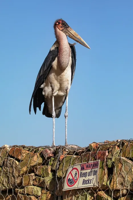 Framed Print : Marabou stork (Leptoptilos crumenifer) perched on stone wall, Lake Victoria, Uganda Framed Print : Marabou stork (Leptoptilos crumenifer) perched on stone wall, Lake Victoria, Uganda