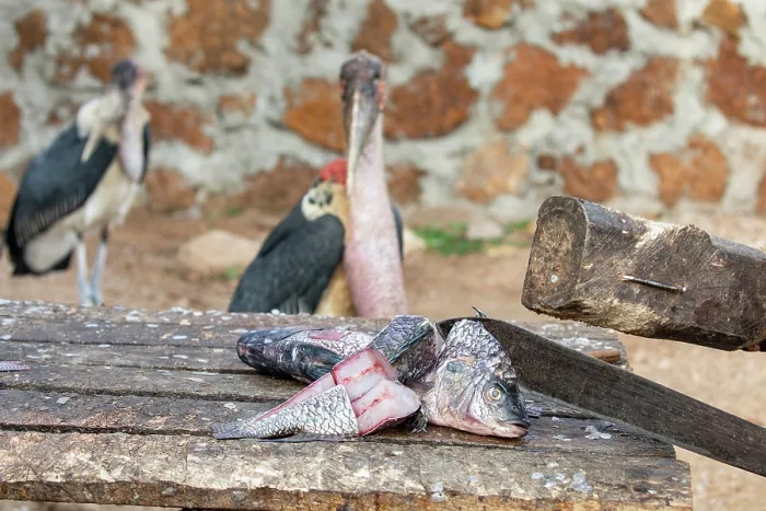 Framed Print : Two Marabou storks (Leptoptilos crumenifer) scavenging for fish scraps at fish market, Lake Victoria, Uganda