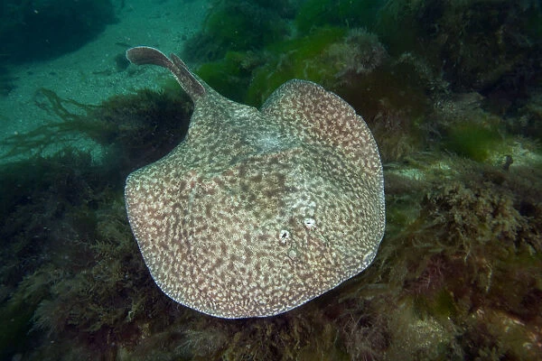 Marbled electric ray (Torpedo marmorata) Bouley Bay, Jersey, British Channel Islands