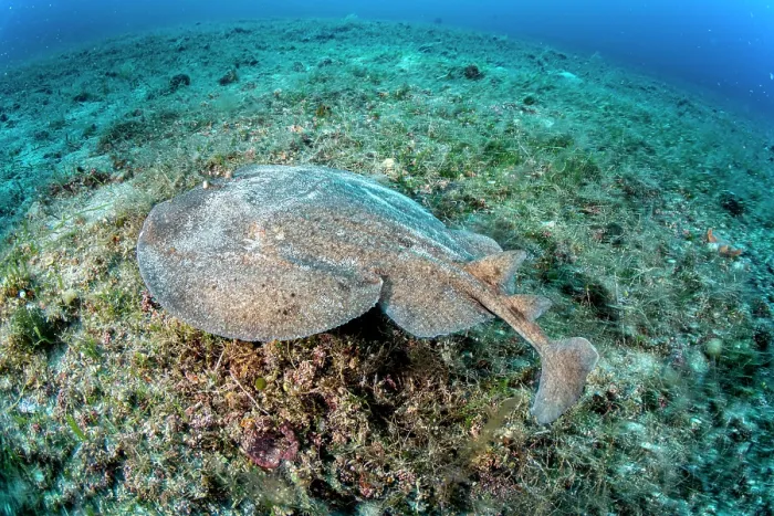 Framed Print : Marbled electric ray (Torpedo marmorata) resting on seabed, Vis Island, Croatia, Adriatic Sea Framed Print : Marbled electric ray (Torpedo marmorata) resting on seabed, Vis Island, Croatia, Adriatic Sea