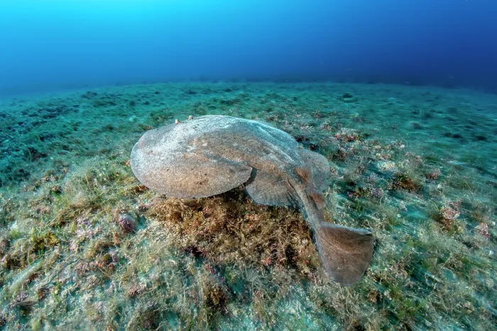 Framed Print : Marbled electric ray (Torpedo marmorata) resting on seabed, Vis Island, Croatia, Adriatic Sea Framed Print : Marbled electric ray (Torpedo marmorata) resting on seabed, Vis Island, Croatia, Adriatic Sea
