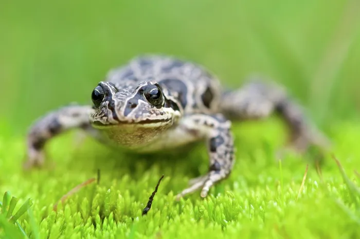 Framed Print : Marbled four-eyed frog (Pleurodema marmoratum) portrait, vicinity of the Illimani, Andes, Cordillera Real, Bolivia Framed Print : Marbled four-eyed frog (Pleurodema marmoratum) portrait, vicinity of the Illimani, Andes, Cordillera Real, Bolivia