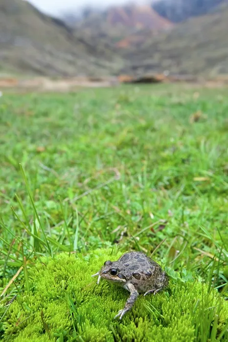 Framed Print : Marbled four-eyed frog (Pleurodema marmoratum) resting on moss with mountains behind, vicinity of the Illimani, Andes, Cordillera Real, Bolivia Framed Print : Marbled four-eyed frog (Pleurodema marmoratum) resting on moss with mountains behind, vicinity of the Illimani, Andes, Cordillera Real, Bolivia