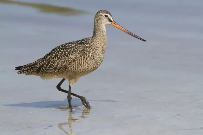 Framed Print : Marbled Godwit (Limosa fedoa) hunting at low tide for marine prey, Tampa Bay, Pinellas County