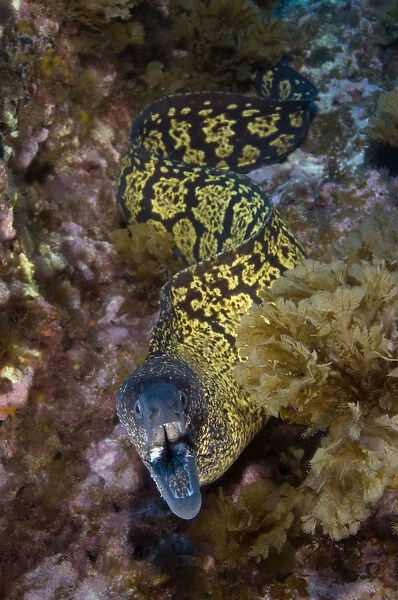 Marbled moray (Muraena helena) with mouth open, Princesa Alice, Azores, Portugal