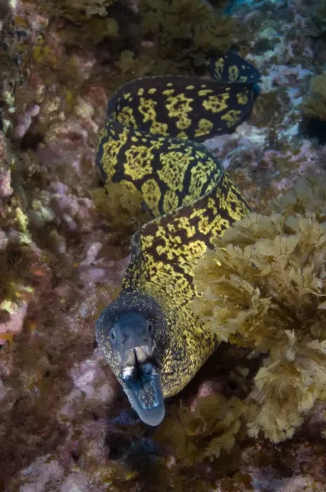 Framed Print : Marbled moray (Muraena helena) with mouth open, Princesa Alice, Azores, Portugal Framed Print : Marbled moray (Muraena helena) with mouth open, Princesa Alice, Azores, Portugal