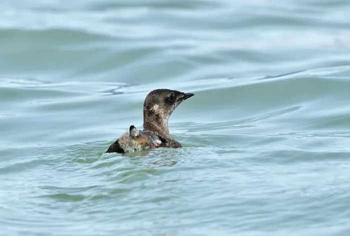 Framed Print : Marbled murrelet (Brachyramphus marmoratus) on water, Lynn Canal, Juneau, Alaska, USA. May Framed Print : Marbled murrelet (Brachyramphus marmoratus) on water, Lynn Canal, Juneau, Alaska, USA. May