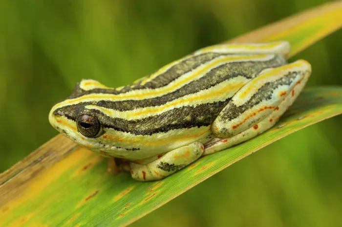 Framed Print : Marbled reed frog (Hyperolius marmoratus) resting on reeds, Klaserie reserve, South Africa Framed Print : Marbled reed frog (Hyperolius marmoratus) resting on reeds, Klaserie reserve, South Africa