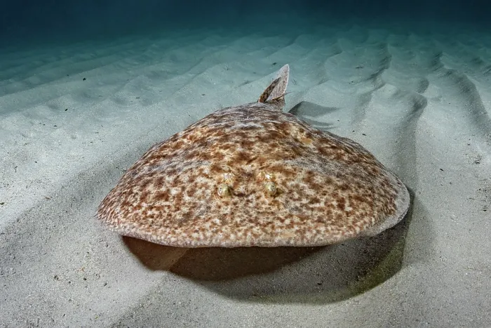 Framed Print : Marbled torpedo ray (Torpedo marmorata) swimming over sandy seabed, Playa La Granadella, Spain, Mediterranean Sea Framed Print : Marbled torpedo ray (Torpedo marmorata) swimming over sandy seabed, Playa La Granadella, Spain, Mediterranean Sea