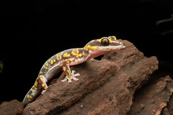 Framed Print : Marbled velvet gecko (Oedura marmorata) portrait, Victoria River region, Northern Territory, Australia Framed Print : Marbled velvet gecko (Oedura marmorata) portrait, Victoria River region, Northern Territory, Australia