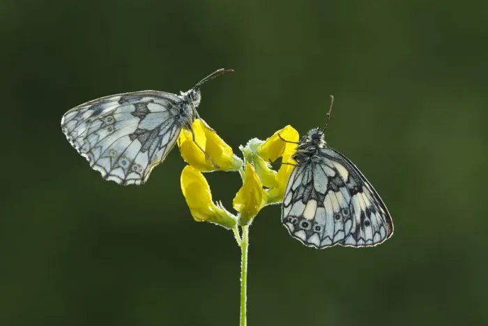 Framed Print : Two Marbled white butterflies (Melanagria galathea) resting on Meadow vetchling Framed Print : Two Marbled white butterflies (Melanagria galathea) resting on Meadow vetchling