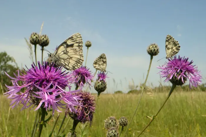 Framed Print : Three Marbled white butterflies (Melanargia galathea) nectaring on Greater knapweed Framed Print : Three Marbled white butterflies (Melanargia galathea) nectaring on Greater knapweed