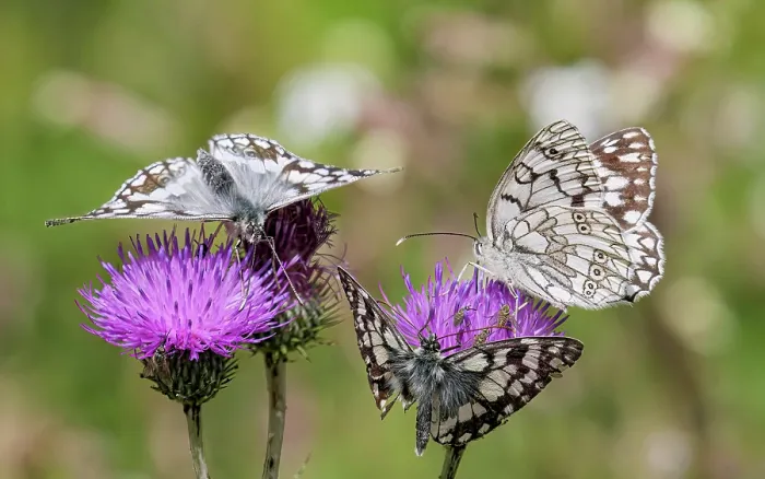 Framed Print : Three Marbled white butterflies (Melanargia galathea) nectaring on Thistle flowers, Castelluccio di Norcia, Sibillini, Umbria, Itlay. July Framed Print : Three Marbled white butterflies (Melanargia galathea) nectaring on Thistle flowers, Castelluccio di Norcia, Sibillini, Umbria, Itlay. July