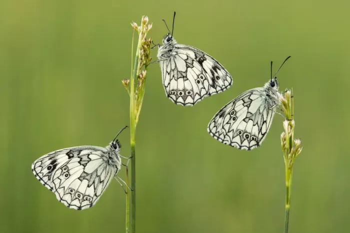 Framed Print : Three Marbled white butterflies (Melanargia galathea) resting on reeds, Devon, UK, July Framed Print : Three Marbled white butterflies (Melanargia galathea) resting on reeds, Devon, UK, July