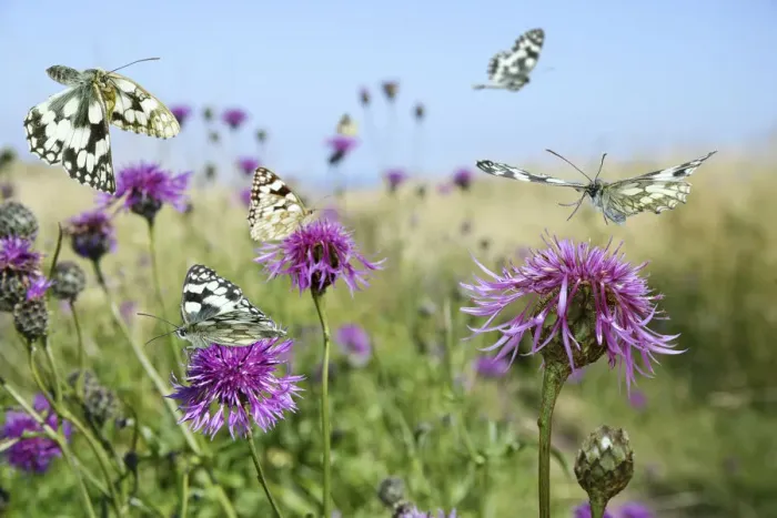Framed Print : Marbled white butterflies (Melanargia galathea) visiting Greater knapweed (Centaurea Framed Print : Marbled white butterflies (Melanargia galathea) visiting Greater knapweed (Centaurea