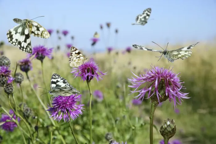 Framed Print : Marbled white butterflies (Melanargia galathea) visiting Greater knapweed (Centaurea Framed Print : Marbled white butterflies (Melanargia galathea) visiting Greater knapweed (Centaurea