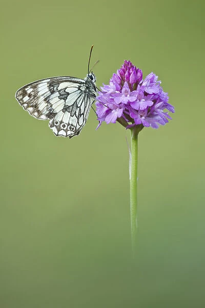 Marbled White butterfly (Melanagria galathea) resting on Pyramidal Orchid (Anacamptis