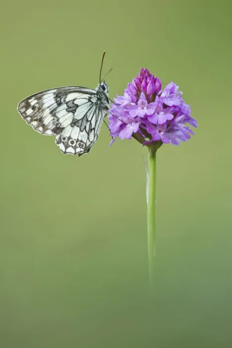 Framed Print : Marbled White butterfly (Melanagria galathea) resting on Pyramidal Orchid (Anacamptis Framed Print : Marbled White butterfly (Melanagria galathea) resting on Pyramidal Orchid (Anacamptis