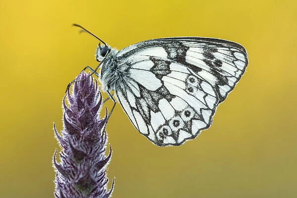 Marbled White butterfly (Melanargia galathea) at rest, Dunsdon Nature Reserve, Devon, UK