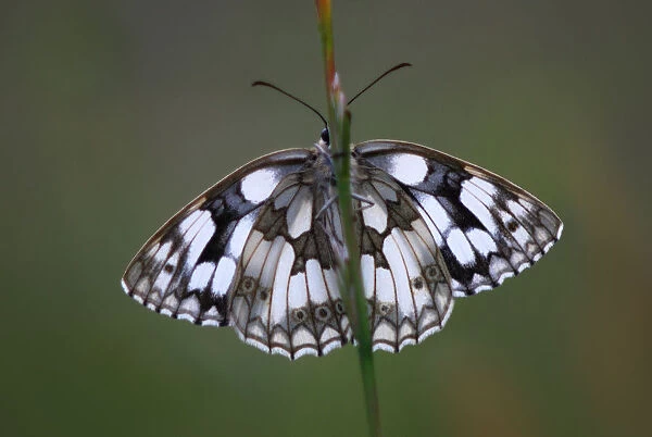 Marbled white butterfly (Melanargia galathea) at rest, Dorset, UK, June