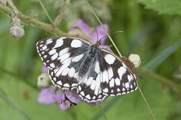 Marbled white butterfly (Melanargia galathea) Brockley Cemetery, Lewisham, London