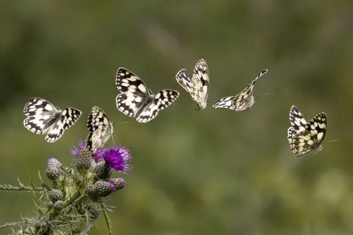 Framed Print : Marbled white butterfly (Melanargia galathea) sequence showing landing and taking off from a Greater knapweed (Centaurea scabiosa) flower. Yorkshire, UK. Digital composite Framed Print : Marbled white butterfly (Melanargia galathea) sequence showing landing and taking off from a Greater knapweed (Centaurea scabiosa) flower. Yorkshire, UK. Digital composite