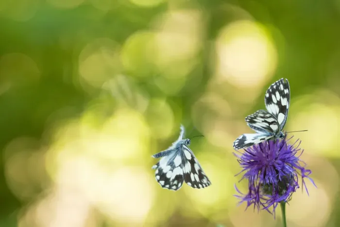Framed Print : Marbled white butterfly (Melanargia galathea) with bokeh, Aosta Valley, Gran Paradiso National Park