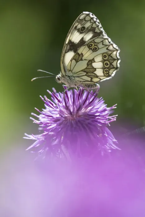 Framed Print : Marbled white butterfly (Melanargia galathea) on knapweed flower, Aosta Valley, Gran Framed Print : Marbled white butterfly (Melanargia galathea) on knapweed flower, Aosta Valley, Gran