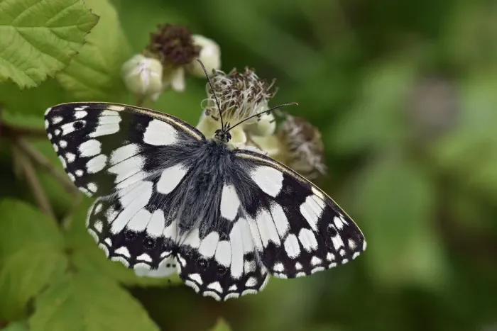 Framed Print : Marbled white butterfly (Melanargia galathea) Male feeding on Bramble flower, Oxfordshire Framed Print : Marbled white butterfly (Melanargia galathea) Male feeding on Bramble flower, Oxfordshire