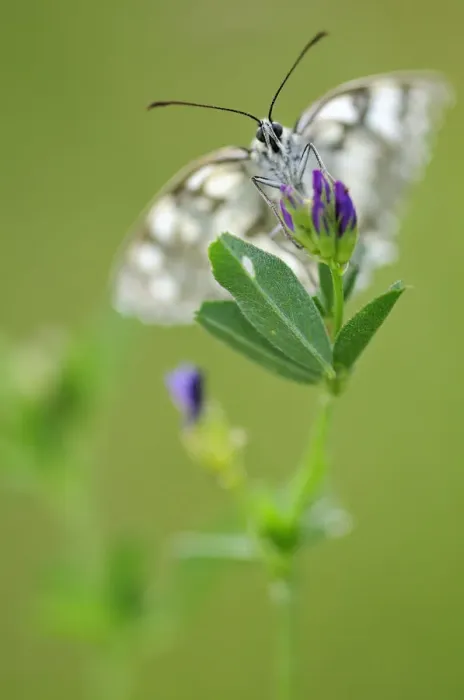 Framed Print : Marbled white butterfly (Melanargia galathea) nectaring on flower, Vallee de la Seille