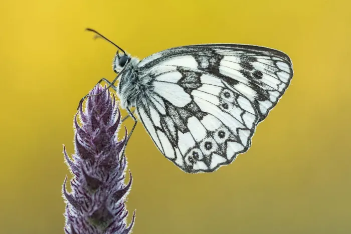 Framed Print : Marbled White butterfly (Melanargia galathea) at rest, Dunsdon Nature Reserve, Devon, UK