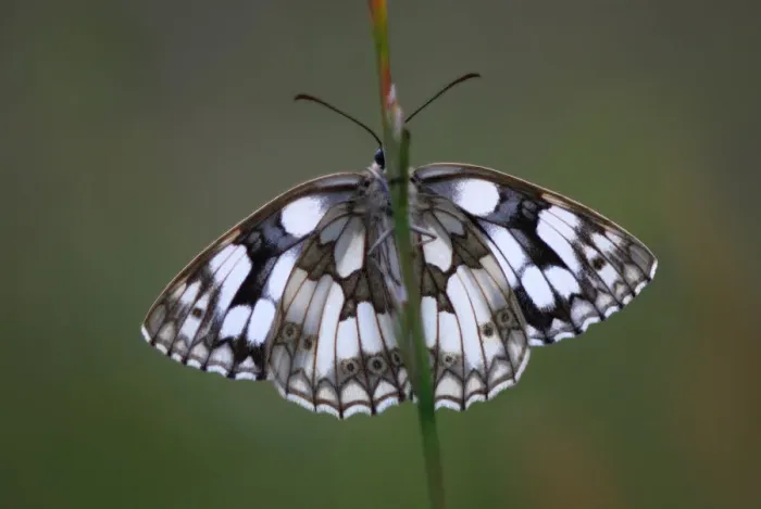 Framed Print : Marbled white butterfly (Melanargia galathea) at rest, Dorset, UK, June Framed Print : Marbled white butterfly (Melanargia galathea) at rest, Dorset, UK, June