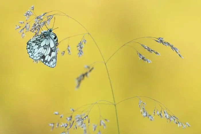 Framed Print : Marbled White butterfly (Melanargia galathea) resting on grass, Dunsdon Nature Reserve, Devon, UK. July Framed Print : Marbled White butterfly (Melanargia galathea) resting on grass, Dunsdon Nature Reserve, Devon, UK. July