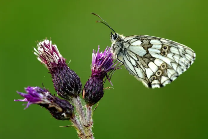Framed Print : Marbled white butterfly {Melanargia galathea} underside, Dunsdon Devon Wildlife Trust Framed Print : Marbled white butterfly {Melanargia galathea} underside, Dunsdon Devon Wildlife Trust