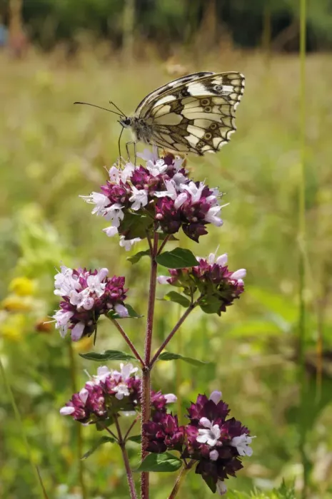 Framed Print : Marbled white butterfly (Melanargia galathea) on Wild marjoram (Origanum vulgare Framed Print : Marbled white butterfly (Melanargia galathea) on Wild marjoram (Origanum vulgare