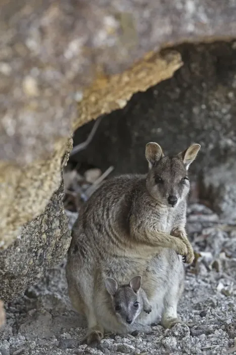 Framed Print : Mareeba rock wallaby (Petrogale marreba) with baby, Queensland, Australia Framed Print : Mareeba rock wallaby (Petrogale marreba) with baby, Queensland, Australia
