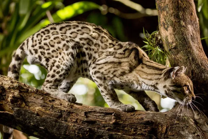 Framed Print : Margay (Leopardus wiedii) on tree branch, Belize, Central America. 2017. Captive