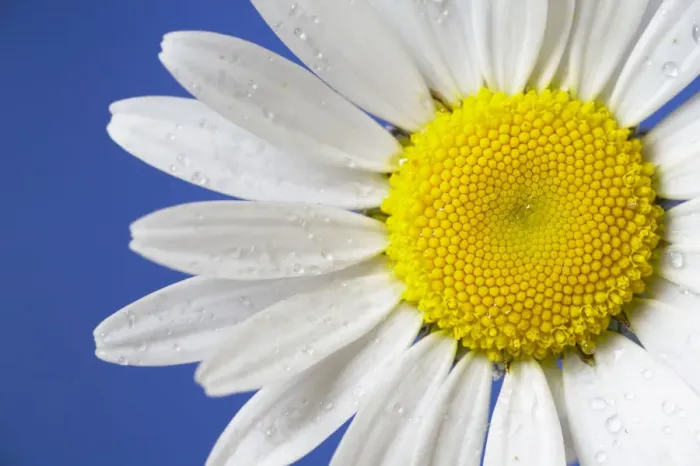 Framed Print : Marguerite / Ox eye daisy (Leucanthemum vulgare) UK Framed Print : Marguerite / Ox eye daisy (Leucanthemum vulgare) UK