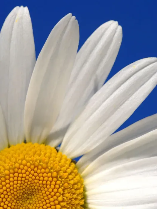 Framed Print : Marguerite / Oxeye daisy {Leucanthemum vulgare}, Devon. UK Framed Print : Marguerite / Oxeye daisy {Leucanthemum vulgare}, Devon. UK