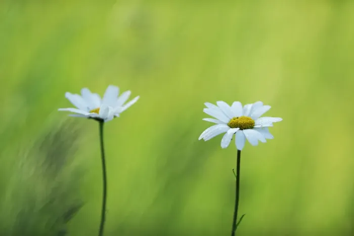 Framed Print : Two Marguerite / Oxeye daisy (Leucanthemum vulgare) flowers, Roudenhaff, Mullerthal Framed Print : Two Marguerite / Oxeye daisy (Leucanthemum vulgare) flowers, Roudenhaff, Mullerthal