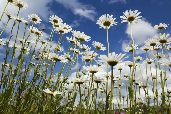 Framed Print : Marguerites (Leucanthemum vulgare) in flower, Eastern Slovakia, Europe, June 2009 Framed Print : Marguerites (Leucanthemum vulgare) in flower, Eastern Slovakia, Europe, June 2009
