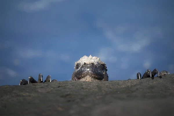 Marine iguana (Amblyrhynchus cristatus) peering over rocks, Punta Espinosa, Fernandina Island