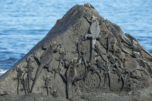 Marine iguana (Amblyrhynchus cristatus) group on rocks, Cape Douglas, Fernandina Island