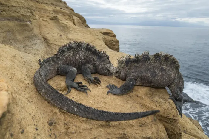 Framed Print : Marine iguana (Amblyrhynchus cristatus), Punta Vicente Roca, Isabela Island, Galapagos