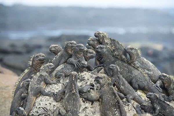 Marine iguana (Amblyrhynchus cristatus) group resting on rocks, Cape Hammond, Fernandina Island